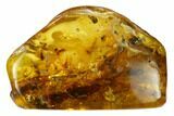 Fossil Beetle, Ant and Leaf In Baltic Amber #135032-1